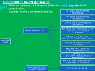 ABSORCIÓN DE SALES MINERALES:
    •En forma de iones por transporte activo, en contra de gradiente de
    concentración.
    •Canales iónicos y por difusión pasiva.            C CO2 COMPUESTOS
                                                           ORGÁNICOS.

                                                      H H2O COMPUESTOS
                                                           ORGÁNICOS.

                                                    OH2O y O2 COMPUESTOS
                                                          ORGÁNICOS.

                                                  N NO3- y NH4+ PROTEÍNAS, AC.
                   MACRONUTRIENTES                    NUCLEICOS, CLOROFILA
                                                            , COENZIMAS.

                                                     P H2PO4- y H2PO4-2 AC.
                                                  NUCLEICOS, FOSFOLÍPIDOS, ATP,…
BIOELEME
  NTOS                                               S SO4-2 AMINOÁCIDOS Y
                                                            VITAMINAS.

                                                      Mg Mg2+ CLOROFILA Y
                                                      COFACTOR ENZIMÁTICO.
                                                          Ca Ca2+
                                                    COFACTOR, PERMEABILIDAD
                                                          MEMBRANA.
                                                       +
                                                   K K  COFACTOR, ÓSMOSIS Y
                                                     APERTURA DE ESTOMAS.

                     MICRONUTRIENTES =
                                                      B, Cl, Cu, Mn, Zn, Fe, Mo
                      OLIGOELEMENTOS
 