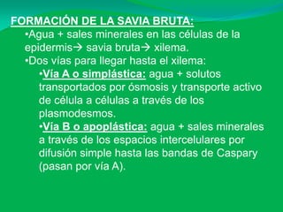 FORMACIÓN DE LA SAVIA BRUTA:
  •Agua + sales minerales en las células de la
  epidermis savia bruta xilema.
  •Dos vías para llegar hasta el xilema:
     •Vía A o simplástica: agua + solutos
     transportados por ósmosis y transporte activo
     de célula a células a través de los
     plasmodesmos.
     •Vía B o apoplástica: agua + sales minerales
     a través de los espacios intercelulares por
     difusión simple hasta las bandas de Caspary
     (pasan por vía A).
 