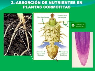 2.-ABSORCIÓN DE NUTRIENTES EN
PLANTAS CORMOFITAS
Ascenso de la
savia bruta
Absorción de
agua y sales
minerales
Absorción de
agua y sales
minerales
Pelos absorbentes
VER VÍAS DE
TRANSPORTE
 