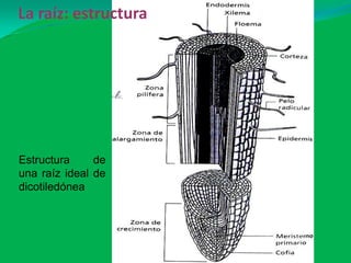 Estructura de
una raíz ideal de
dicotiledónea
La raíz: estructura
 
