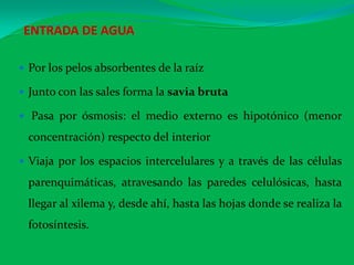 ENTRADA DE AGUA
 Por los pelos absorbentes de la raíz
 Junto con las sales forma la savia bruta
 Pasa por ósmosis: el medio externo es hipotónico (menor
concentración) respecto del interior
 Viaja por los espacios intercelulares y a través de las células
parenquimáticas, atravesando las paredes celulósicas, hasta
llegar al xilema y, desde ahí, hasta las hojas donde se realiza la
fotosíntesis.
 
