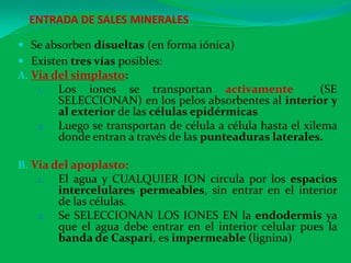 ENTRADA DE SALES MINERALES
 Se absorben disueltas (en forma iónica)
 Existen tres vías posibles:
A. Vía del simplasto:
1. Los iones se transportan activamente (SE
SELECCIONAN) en los pelos absorbentes al interior y
al exterior de las células epidérmicas
2. Luego se transportan de célula a célula hasta el xilema
donde entran a través de las punteaduras laterales.
B. Vía del apoplasto:
1. El agua y CUALQUIER ION circula por los espacios
intercelulares permeables, sin entrar en el interior
de las células.
2. Se SELECCIONAN LOS IONES EN la endodermis ya
que el agua debe entrar en el interior celular pues la
banda de Caspari, es impermeable (lignina)
 