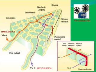 APOPLÁSTICA
SIMPLÁSTICA
Ver animación
 