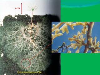 Ectomicorrizas en Pino
4 cm
 