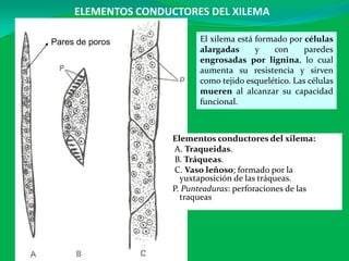 ELEMENTOS CONDUCTORES DEL XILEMA
Pares de poros El xilema está formado por células
alargadas y con paredes
engrosadas por lignina, lo cual
aumenta su resistencia y sirven
como tejido esquelético. Las células
mueren al alcanzar su capacidad
funcional.
Elementos conductores del xilema:
A. Traqueidas.
B. Tráqueas.
C. Vaso leñoso; formado por la
yuxtaposición de las tráqueas.
P. Punteaduras: perforaciones de las
traqueas
 