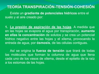 TEORÍA TRANSPIRACIÓN-TENSIÓN-COHESIÓN
Existe un gradiente de potenciales hídricos entre el
suelo y el aire creado por:
1. La presión de aspiración de las hojas. A medida que
en las hojas se evapora el agua por transpiración, aumenta
en ellas la concentración de solutos y se crea un potencial
hídrico negativo entre las hojas y el xilema, provocando la
entrada de agua, por ósmosis, de las células contiguas.
Así se origina la fuerza de tensión que tirará de todas
las moléculas que forman la columna de agua que llena
cada uno de los vasos de xilema, desde el epitelio de la raíz
a los estomas de las hojas.
 
