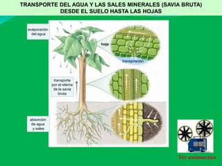 absorción
de agua
y sales
transporte
por el xilema
de la savia
bruta
hoja
transpiración
evaporación
del agua
Ver animación
TRANSPORTE DEL AGUA Y LAS SALES MINERALES (SAVIA BRUTA)
DESDE EL SUELO HASTA LAS HOJAS
 