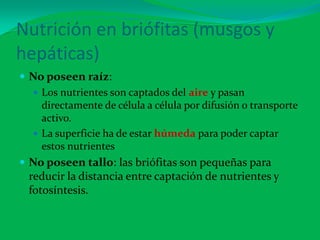 Nutrición en briófitas (musgos y
hepáticas)
 No poseen raíz:
 Los nutrientes son captados del aire y pasan
directamente de célula a célula por difusión o transporte
activo.
 La superficie ha de estar húmeda para poder captar
estos nutrientes
 No poseen tallo: las briófitas son pequeñas para
reducir la distancia entre captación de nutrientes y
fotosíntesis.
 