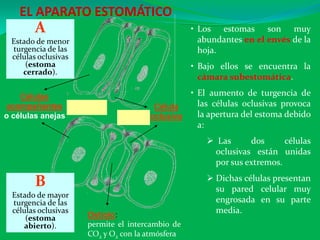 EL APARATO ESTOMÁTICO
Ostíolo:
permite el intercambio de
CO2 y O2 con la atmósfera
Célula
oclusiva
Células
acompañantes
o células anejas
• Los estomas son muy
abundantes en el envés de la
hoja.
• Bajo ellos se encuentra la
cámara subestomática.
• El aumento de turgencia de
las células oclusivas provoca
la apertura del estoma debido
a:
 Las dos células
oclusivas están unidas
por sus extremos.
 Dichas células presentan
su pared celular muy
engrosada en su parte
media.
B
Estado de mayor
turgencia de las
células oclusivas
(estoma
abierto).
A
Estado de menor
turgencia de las
células oclusivas
(estoma
cerrado).
 