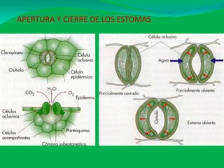 APERTURA Y CIERRE DE LOS ESTOMAS
 