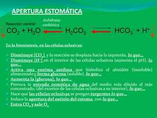 APERTURA ESTOMÁTICA
En la fotosíntesis, en las células oclusivas:
 Disminuye [CO2] y la reacción se desplaza hacia la izquierda, lo que…
 Disminuye [H+] en el interior de las células oclusivas (aumenta el pH), lo
que…
 Activa una enzima amilasa que hidroliza el almidón (insoluble)
almacenado y forma glucosa (soluble), lo que…
 Aumenta la [glucosa], lo que…
 Provoca la entrada osmótica de agua del medio más diluido al más
concentrado, (del exterior de las células oclusivas a su interior), lo que…
 Hace que las células oclusivas se pongan turgentes lo que…
 Induce la apertura del ostíolo del estoma, con lo que…
 Entra CO2 y sale O2
Reacción central:
CO2 + H2O H2CO3 HCO3
- + H+
Anhidrasa
carbónica
 