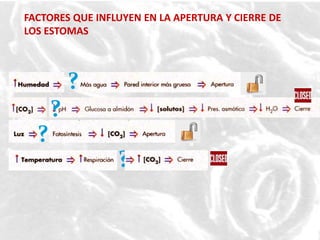 FACTORES QUE INFLUYEN EN LA APERTURA Y CIERRE DE
LOS ESTOMAS
?
?
?
?
 