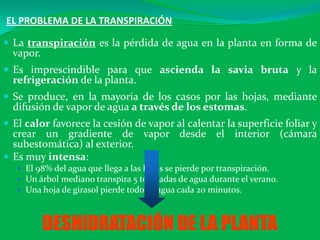 EL PROBLEMA DE LA TRANSPIRACIÓN
 La transpiración es la pérdida de agua en la planta en forma de
vapor.
 Es imprescindible para que ascienda la savia bruta y la
refrigeración de la planta.
 Se produce, en la mayoría de los casos por las hojas, mediante
difusión de vapor de agua a través de los estomas.
 El calor favorece la cesión de vapor al calentar la superficie foliar y
crear un gradiente de vapor desde el interior (cámara
subestomática) al exterior.
 Es muy intensa:
 El 98% del agua que llega a las hojas se pierde por transpiración.
 Un árbol mediano transpira 5 toneladas de agua durante el verano.
 Una hoja de girasol pierde todo su agua cada 20 minutos.
DESHIDRATACIÓN DE LA PLANTA
 