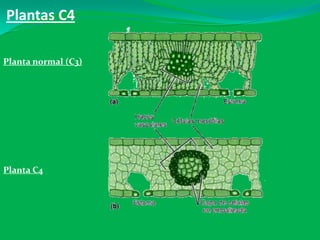 Plantas C4
Planta normal (C3)
Planta C4
 