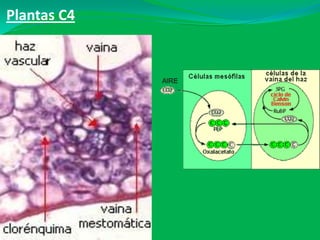 Plantas C4
 