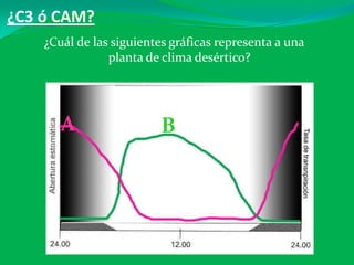¿C3 ó CAM?
¿Cuál de las siguientes gráficas representa a una
planta de clima desértico?
A B
 
