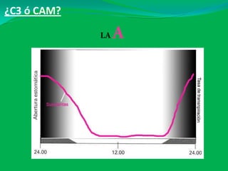 ¿C3 ó CAM?
LA A
 