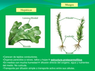 Filoide
Cauloide
Rizoide
Musgos
Lámina filoidal
Rizoide
Hepáticas
•Carecen de tejidos conductores.
•Órganos parecidos a raíces, tallos y hojas estructura protocormofítica.
•En medios con mucha humedad difusión directa del oxígeno, agua y nutrientes
del medio. No cutícula.
•Transporte por difusión simple o transporte activo entre sus células.
 