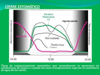 CIERRE ESTOMÁTICO
Tipos de comportamiento estomático que normalmente se presentan en
condiciones de sequía o cuando las tasas transpiratorias superan al suministro
de agua de las raíces.
 