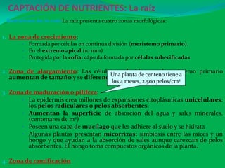 CAPTACIÓN DE NUTRIENTES: La raíz
1. La zona de crecimiento:
• Formada por células en continua división (meristemo primario).
• En el extremo apical (10 mm)
• Protegida por la cofia: cápsula formada por células suberificadas
2. Zona de alargamiento: Las células producidas en el meristemo primario
aumentan de tamaño y se diferencian en distintos tejidos.
3. Zona de maduración o pilífera:
• La epidermis crea millones de expansiones citoplásmicas unicelulares:
los pelos radiculares o pelos absorbentes.
• Aumentan la superficie de absorción del agua y sales minerales.
(centenares de m2)
• Poseen una capa de mucílago que les adhiere al suelo y se hidrata
• Algunas plantas presentan micorrizas: simbiosis entre las raíces y un
hongo y que ayudan a la absorción de sales aunque carezcan de pelos
absorbentes. El hongo toma compuestos orgánicos de la planta.
4. Zona de ramificación
Estructura de la raíz:La raíz presenta cuatro zonas morfológicas:
Una planta de centeno tiene a
los 4 meses, 2.500 pelos/cm2
 