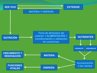 SER VIVO                                      EXTERIOR
                MATERIA Y ENERGÍA




                       Toma de alimentos del
                    exterior = ALIMENTACIÓN +          NUTRIENTES
NUTRICIÓN           transformación y utilización
                           de sustancias.

                                                    ORGÁNICOS   INORGÁNICOS


CRECIMIENTO Y
 RENOVACIÓN                MATERIA


                                                      Incorporación
   FUNCIONES                                           a las células
    VITALES                ENERGÍA
 