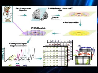 La espectrometría de masas y sus aplicaciones a la biotecnología ...