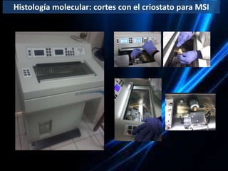 La espectrometría de masas y sus aplicaciones a la biotecnología ...