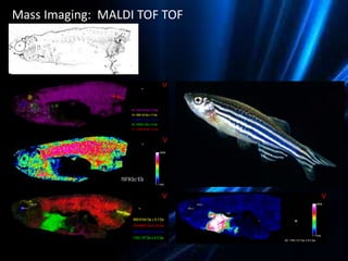 La espectrometría de masas y sus aplicaciones a la biotecnología ...