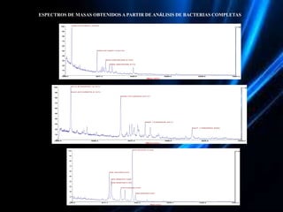 La espectrometría de masas y sus aplicaciones a la biotecnología ...