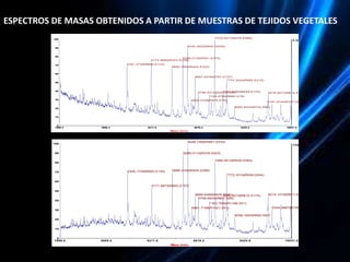 La espectrometría de masas y sus aplicaciones a la biotecnología ...