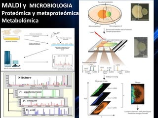 La espectrometría de masas y sus aplicaciones a la biotecnología ...