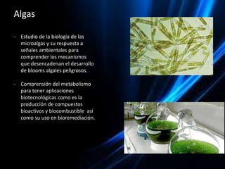 La espectrometría de masas y sus aplicaciones a la biotecnología ...