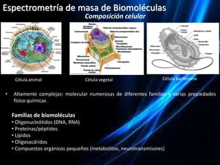La espectrometría de masas y sus aplicaciones a la biotecnología ...