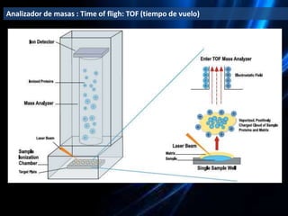La espectrometría de masas y sus aplicaciones a la biotecnología ...