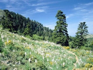 PICHILEMU CHIMBARONGO LAS NIEVES PEUMO REQUINOA QTA DE TILCOCO DOÑIHUE RANCAGUA COYA MALLOA NANCAGUA SANTA CRUZ LOLOL LAGO RAPEL 