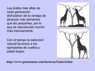 <ul><li>Las jirafas más altas de cada generación disfrutaban de la ventaja de alcanzar más alimentos que las pequeñas, por...