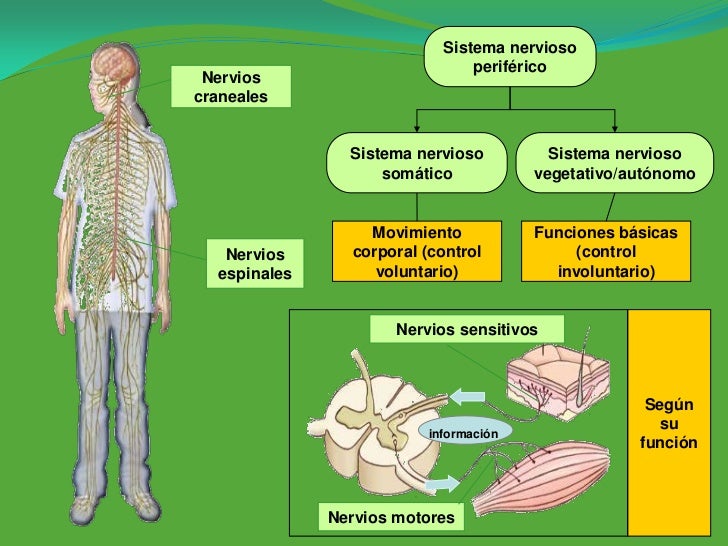 Presentación unidades 5 y 6 sistema nervioso y receptores sensoriales