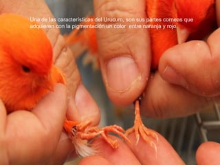 Una de las características del Urucum, son sus partes corneas que
adquieren con la pigmentación un color entre naranja y rojo.
 