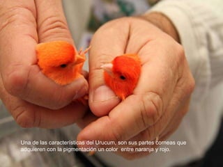 Una de las características del Urucum, son sus partes corneas que
adquieren con la pigmentación un color entre naranja y rojo.
 