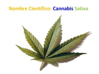 Nombre Científico: Cannabis Sativa
 