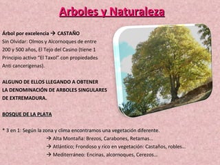 Arboles y Naturaleza Árbol por excelencia    CASTAÑO Sin Olvidar: Olmos y Alcornoques de entre 200 y 500 años, El Tejo del Casino (tiene 1 Principio activo “El Taxol” con propiedades Anti cancerígenas). ALGUNO DE ELLOS LLEGANDO A OBTENER LA DENOMINACIÓN DE ARBOLES SINGULARES DE EXTREMADURA. BOSQUE DE LA PLATA * 3 en 1: Según la zona y clima encontramos una vegetación diferente.    Alta Montaña: Brezos, Carabones, Retamas…    Atlántico; Frondoso y rico en vegetación: Castaños, robles…    Mediterráneo: Encinas, alcornoques, Cerezos… 