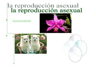 [object Object],[object Object],la reproducción asexual  