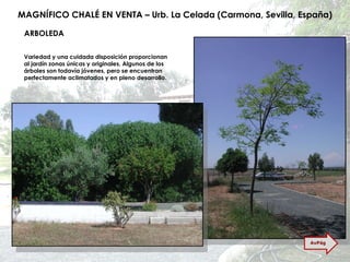 MAGNÍFICO CHALÉ EN VENTA – Urb. La Celada (Carmona, Sevilla, España) ARBOLEDA Variedad y una cuidada disposición proporcionan al jardín zonas únicas y originales. Algunos de los árboles son todavía jóvenes, pero se encuentran perfectamente aclimatados y en pleno desarrollo. AvPág 