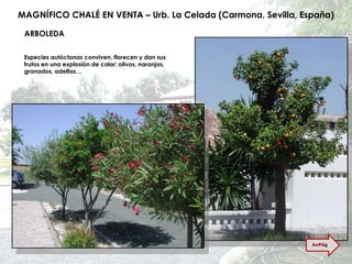 MAGNÍFICO CHALÉ EN VENTA – Urb. La Celada (Carmona, Sevilla, España) ARBOLEDA Especies autóctonas conviven, florecen y dan sus frutos en una explosión de color: olivos, naranjos, granados, adelfas… AvPág 