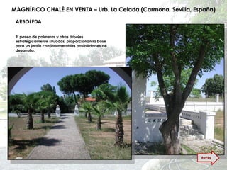 MAGNÍFICO CHALÉ EN VENTA – Urb. La Celada (Carmona, Sevilla, España) ARBOLEDA El paseo de palmeras y otros árboles estratégicamente situados, proporcionan la base para un jardín con innumerables posibilidades de desarrollo. AvPág 