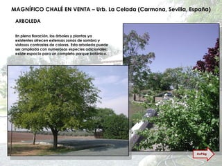 MAGNÍFICO CHALÉ EN VENTA – Urb. La Celada (Carmona, Sevilla, España) ARBOLEDA En plena floración, los árboles y plantas ya existentes ofrecen extensas zonas de sombra y vistosos contrastes de colores. Esta arboleda puede ser ampliada con numerosas especies adicionales; existe espacio para un completo parque botánico. AvPág 
