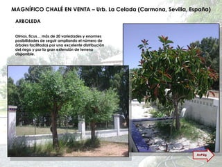 MAGNÍFICO CHALÉ EN VENTA – Urb. La Celada (Carmona, Sevilla, España) ARBOLEDA Olmos, ficus… más de 20 variedades y enormes posibilidades de seguir ampliando el número de árboles facilitadas por una excelente distribución del riego y por la gran extensión de terreno disponible. AvPág 