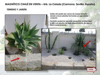 MAGNÍFICO CHALÉ EN VENTA – Urb. La Celada (Carmona, Sevilla, España) TERRENO Y JARDÍN Existe otro jardín de cactus de mayor tamaño donde crecen plantas formando un agradable conjunto También podemos apreciar pequeños arriates aquí y allá con plantas de bajo requerimiento de agua y fácil mantenimiento. AvPág 