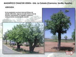 MAGNÍFICO CHALÉ EN VENTA – Urb. La Celada (Carmona, Sevilla, España) En la propiedad conviven más de 20 tipos de árboles diferentes, algunos de ellos tienen más de 50 años, exponiendo un magnífico aspecto y enriqueciendo enormemente el jardín ARBOLEDA AvPág 