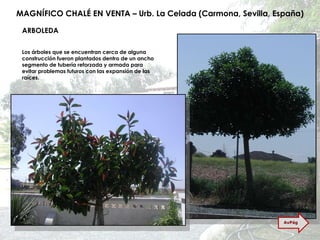 MAGNÍFICO CHALÉ EN VENTA – Urb. La Celada (Carmona, Sevilla, España) ARBOLEDA Los árboles que se encuentran cerca de alguna construcción fueron plantados dentro de un ancho segmento de tubería reforzada y armada para evitar problemas futuros con las expansión de las raíces. AvPág 